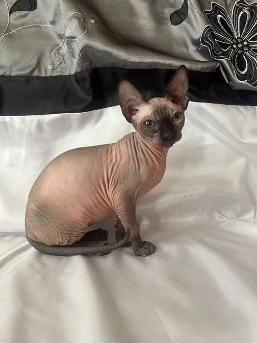 Кошенята сфінкси