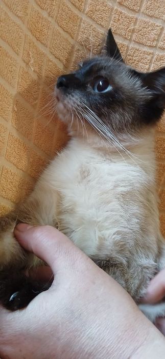Сиамские чистокровные мальчик и девочка !
