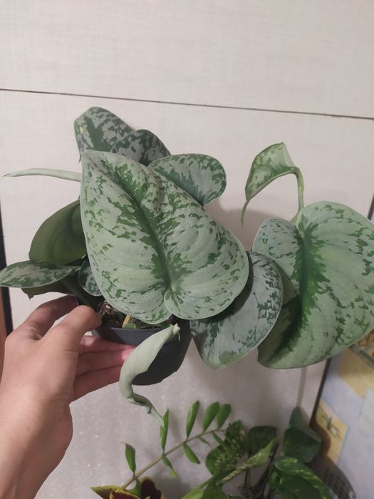 Сциндапсус пиктус треби