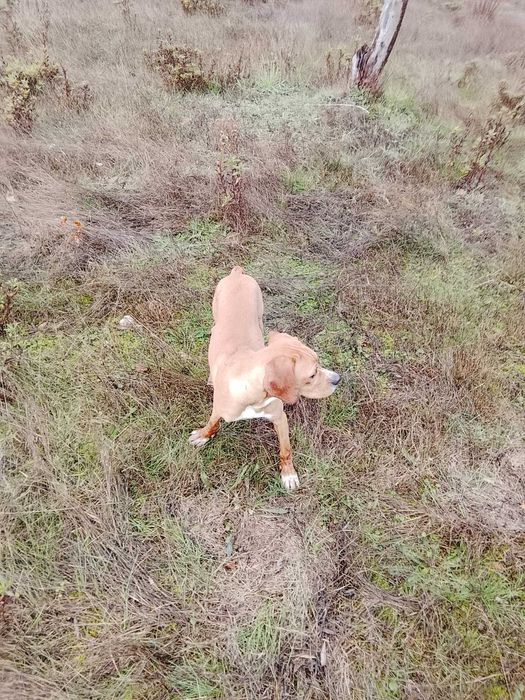 Perdigueiro Português