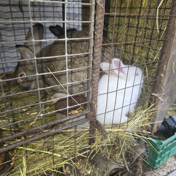 Кролі 2 місяці,ціна 250 грн/шт,термонський білий.