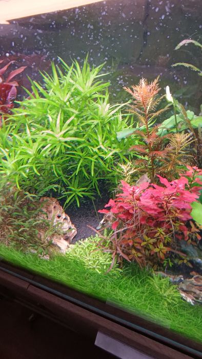 Rośliny do akwarium