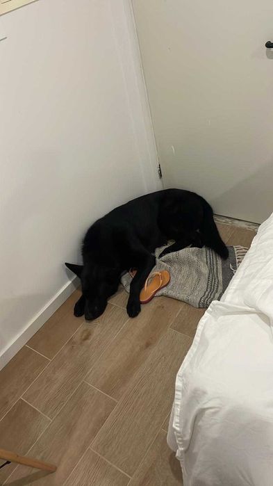 Doação de dois pastor  alemão com 3 anos