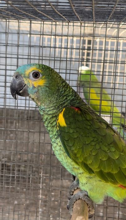 Fêmea Papagaio Amazona Aestiva