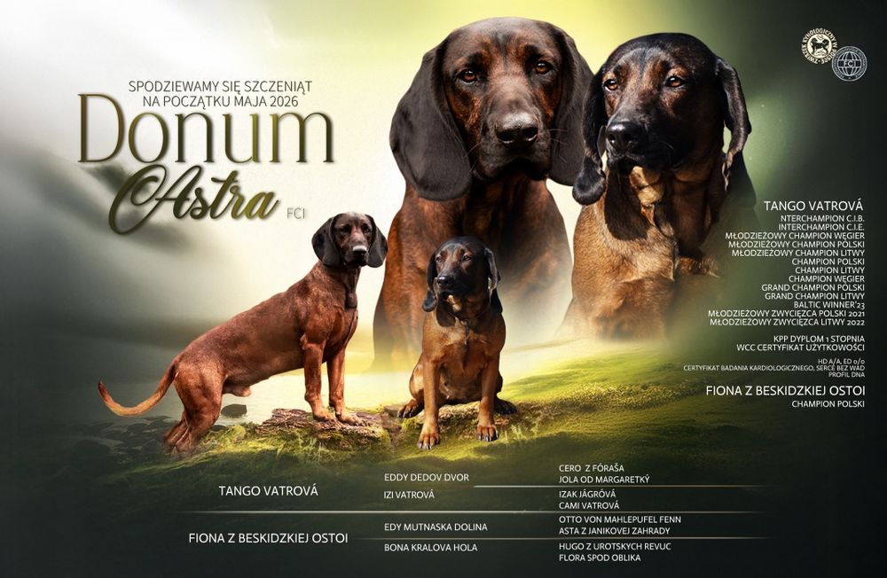 Posokowiec bawarski. Zapowiedź miotu  FCI.  Szczenię.