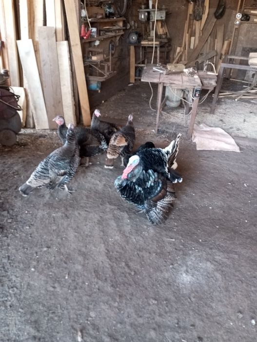 Індики на розвід 200 грн