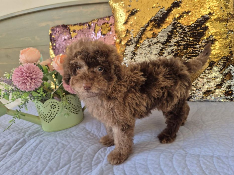 Merle  chokolate color. Pudel toy