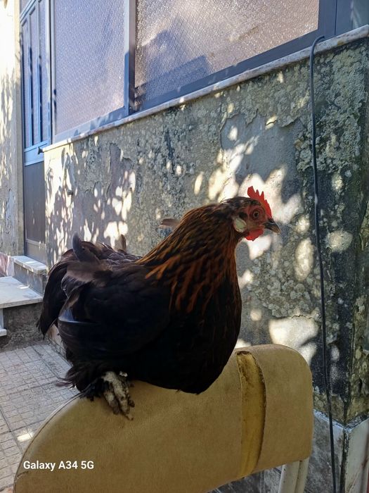Galinha Pés Calçados – Excelente para Chocar / Ótima Mãe