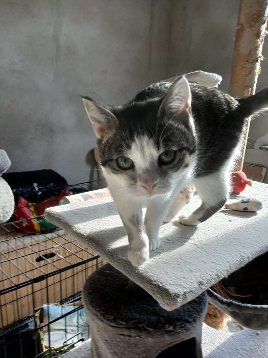 Larry młody kocurek do adopcji