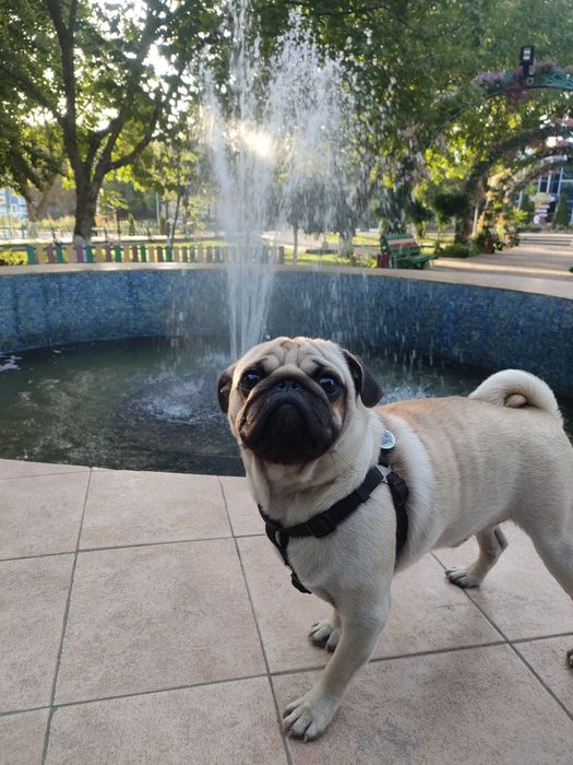 Мопс 3 года вязка