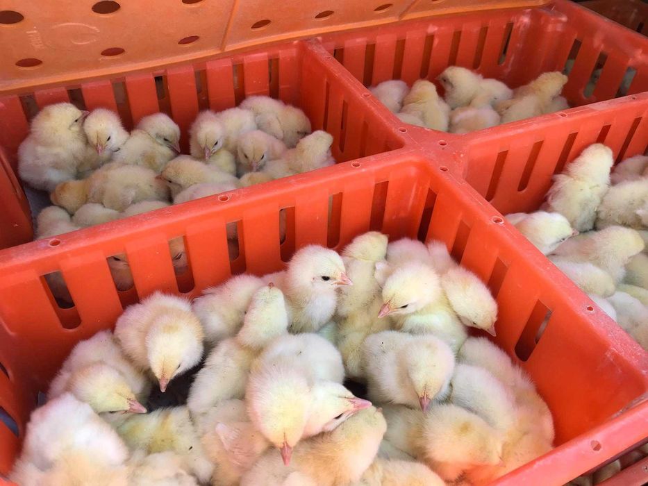 Kurczaki pisklęta nioski, brojlery, Leghorn, Sussex, Rosa, kaczki