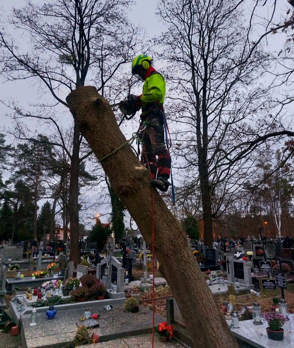 Wycinka drzew Warszawa, Przycinanie żywopłotów, prace ogrodowe