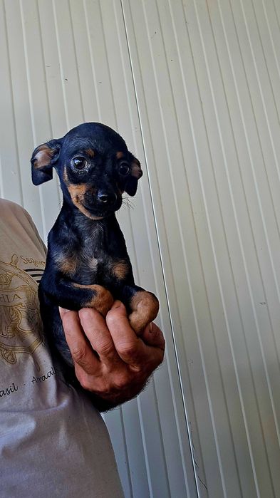 Pinscher Miniatura macho Preto Afogueado