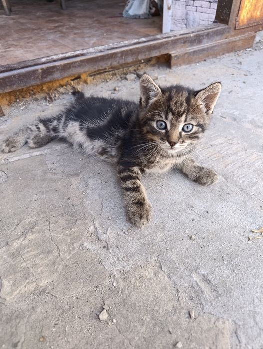 Віддам кошенят безкоштовно