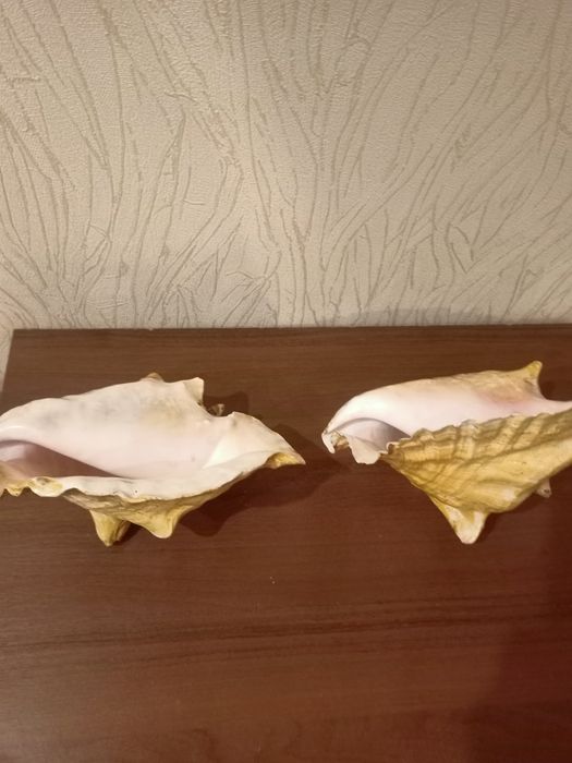 Продам морских ракушек и коралл