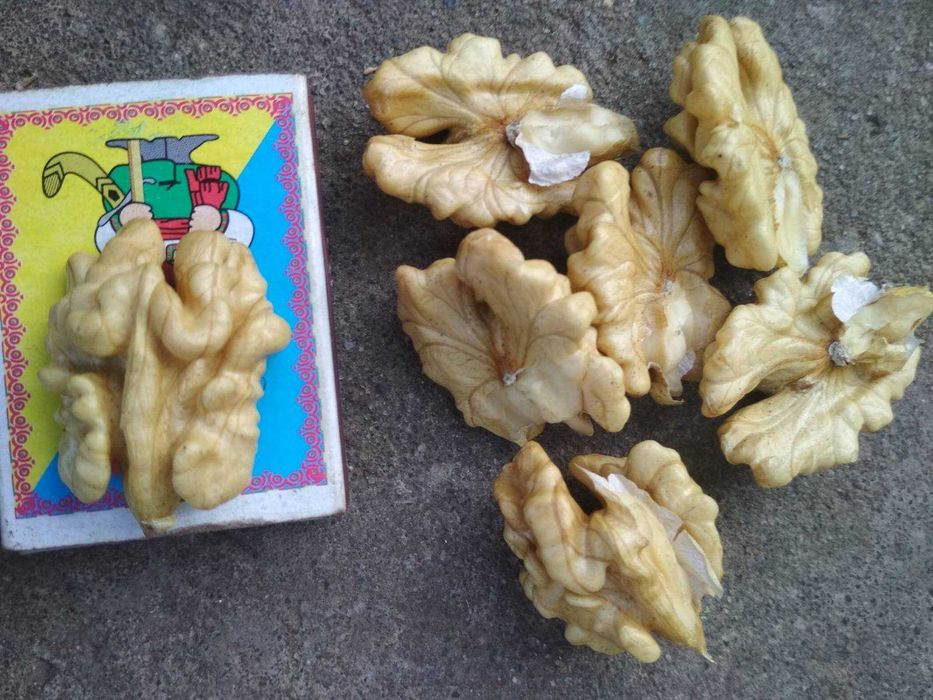 Продам саджанці горіха