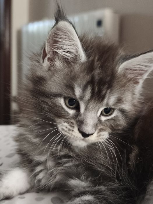 MAINE COON  o gigante gentil entrego com Lop