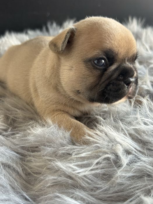 “MENINO”Buldogue Frances “Blue Sólido”