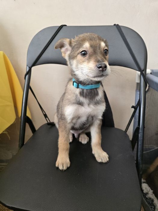 Чарівне цуценя хлопчик шукає родину