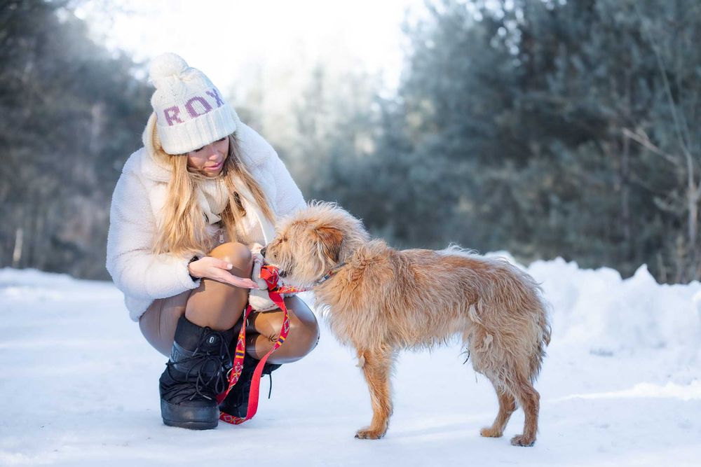 SAFFY - przemilutki, terierkowy psiaczek o łagodnych oczkach