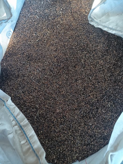 Gryka reczka do siewu