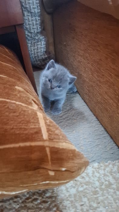 Продам кошенят британці