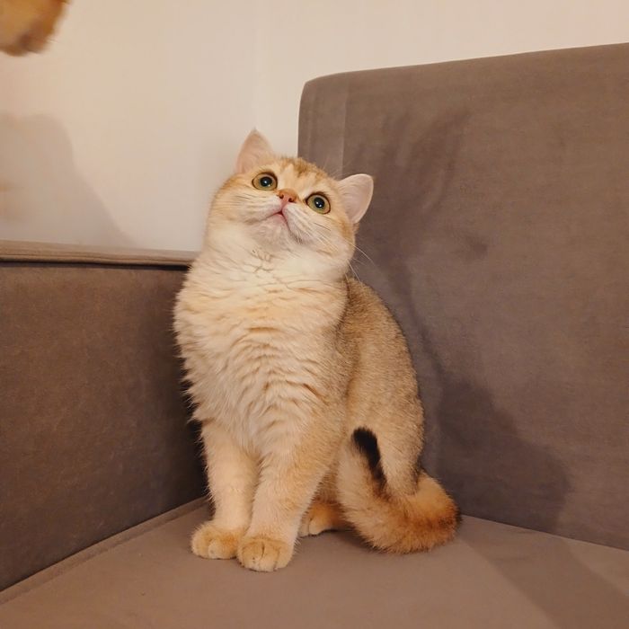 Британська золота шиншила Bri ny12