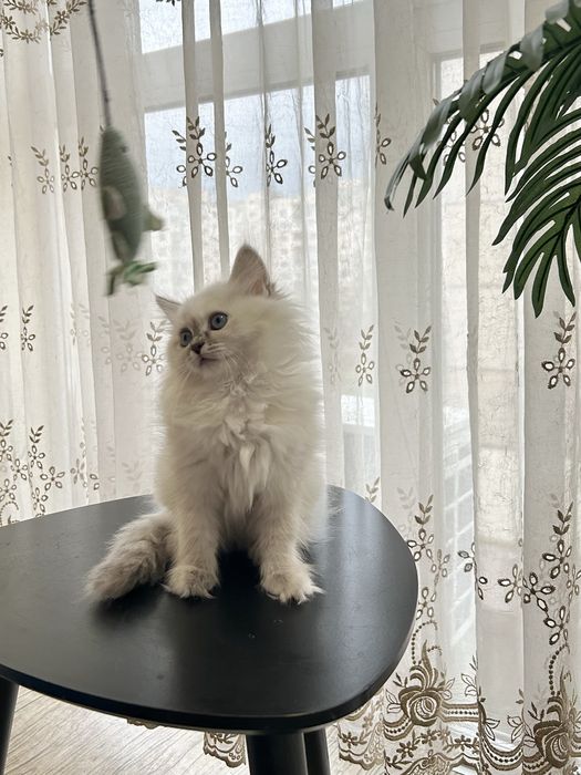 Котеня невське маскарадне