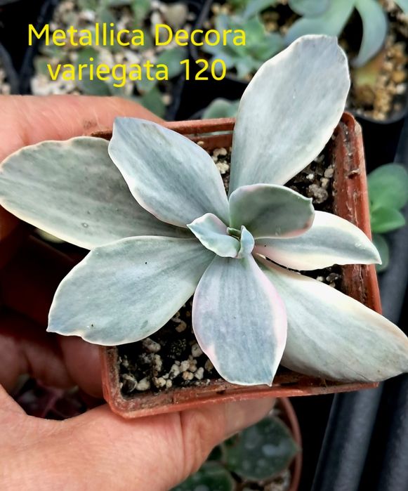 Эхеверия,  красула, каланхое