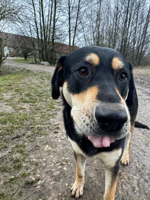 Fajny, czarny pies szuka domu. Może Ty go pokochasz?