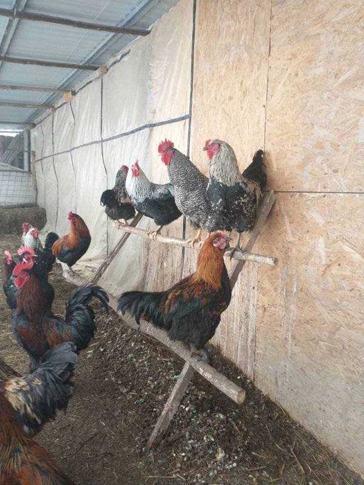 Продам домашніх півнів