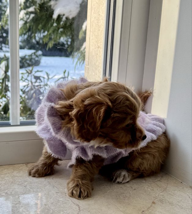 Мальтіпу F1- міні дівчинка