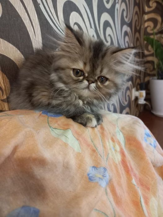 Персидські кошеннята дівчатка