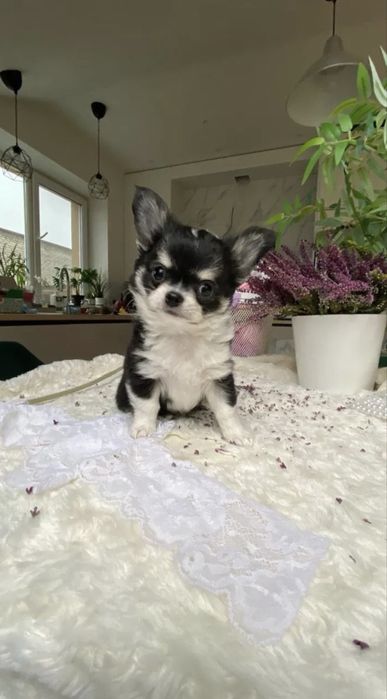 Хлопчик чих у Львові КСУ