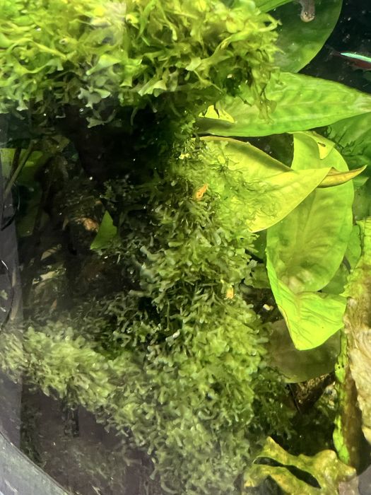 Риккардія  Coral Moss — рідкісний мох для акваріума