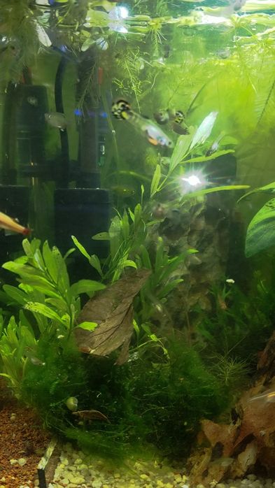 Guppies  criação