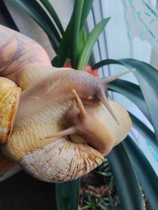 Ахатина ретикулята черноголавая