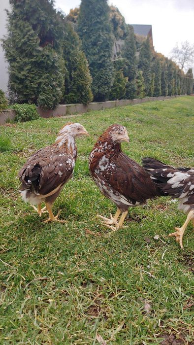 Kury Dominant Tricolor!