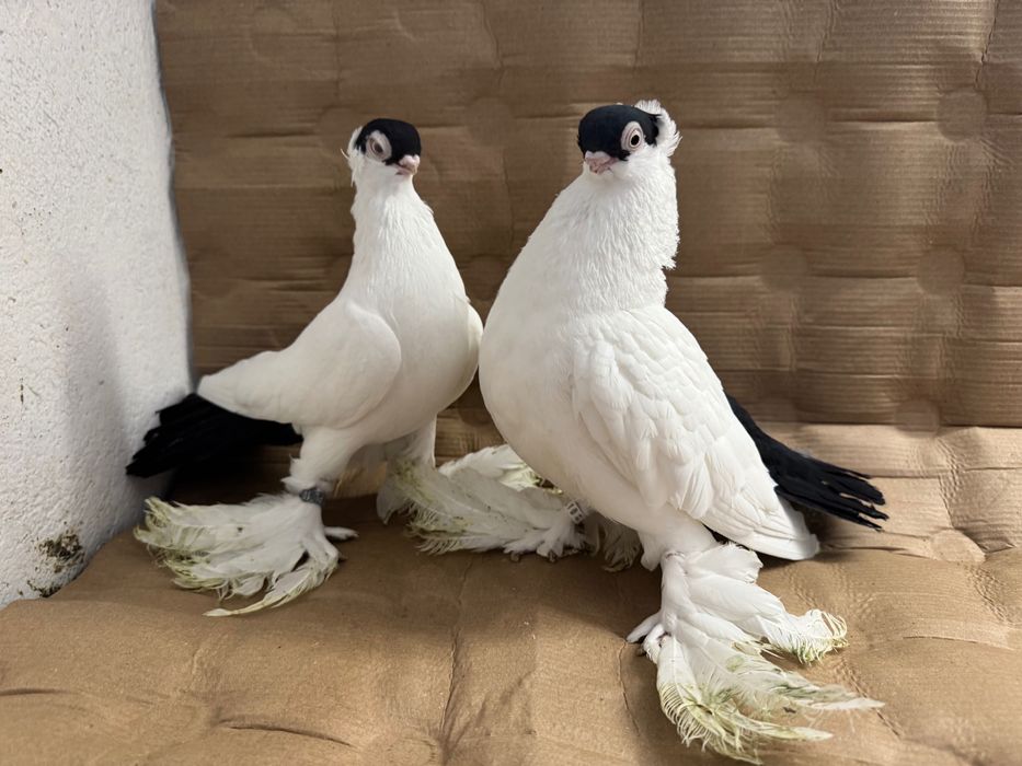 Krynki białostockie (para rozpłodowa)