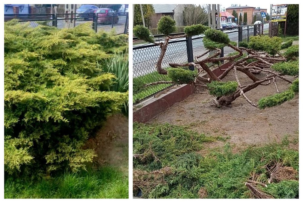 Usługi Ogrodnizce