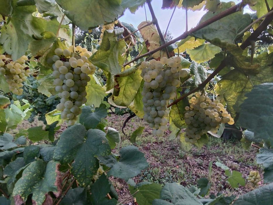 Uvas tintas e brancas