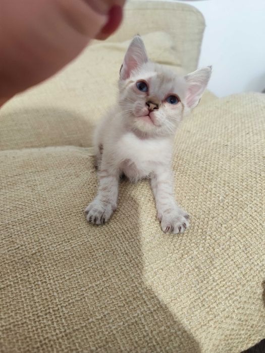 Gatinhos para adoção