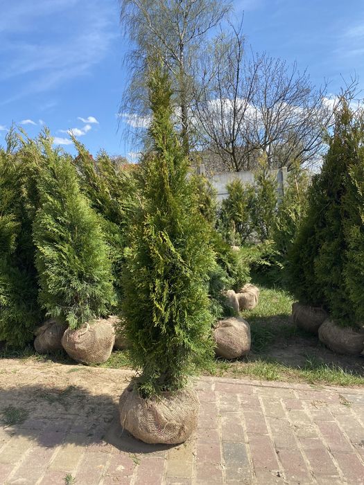 Tuja Szmaragd 140-150cm DOSTAWA!! Kopane dla klienta (120/130/160)