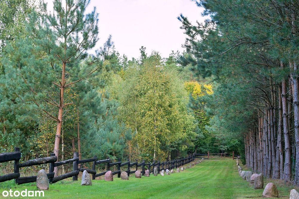 2,82 ha prywatnego lasu z domkiem