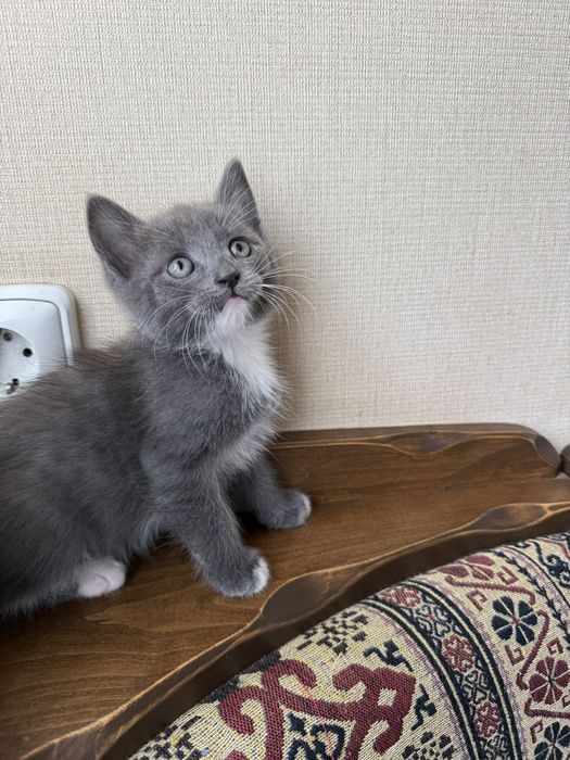 Кошенята шукають родину