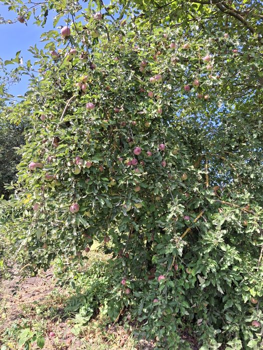 Від власника продається будинок.