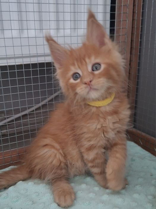 Rudy chłopczyk Maine  Coon