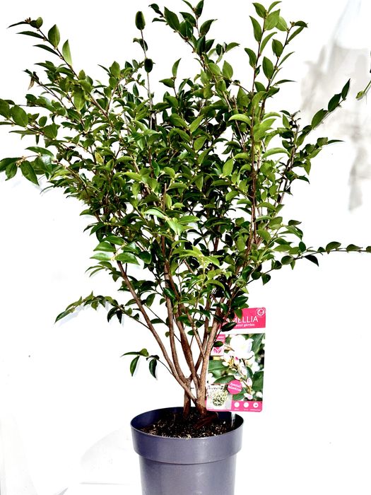 Камеліі в асортименті. Доставка по Україні.