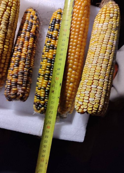 Продам насіння кукурудзи