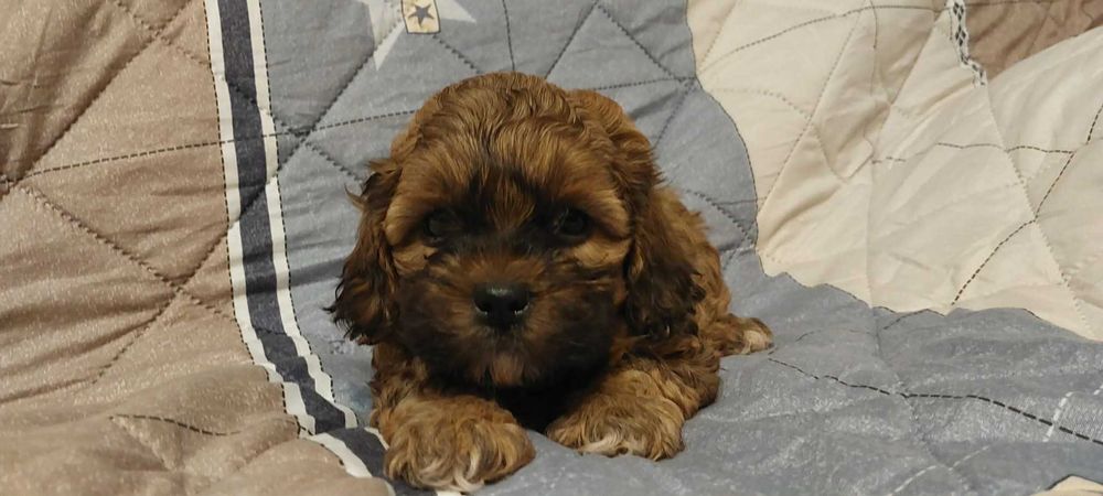 Piękny piesek Shih po